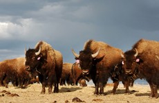 1,000 bison might be killed at Yellowstone Park this winter