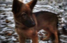 Russia is sending this puppy over to Paris to replace the dog killed in a siege