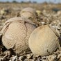 Death toll from US listeria outbreak rises to 18