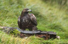 Eagles are 'facing starvation' on the hills of Donegal