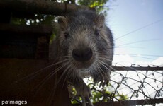 Do we really need to worry about a plague of giant rats this winter?