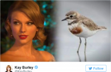 Here's why Taylor Swift has been accused of 'endangering' rare birds