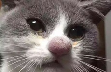 Here's what went viral today: Thursday