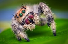 Police rushed to a 'domestic dispute', but just found a man screaming at a spider