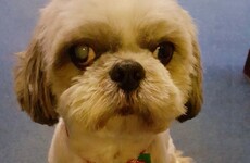 Gardaí in Tallaght found the most dapper little pup in Dublin