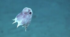 These are some of the most mind-bending facts about octopuses