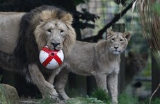 London Zoo is offering you a chance to sleep with lions