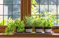Here's how to grow the most popular herbs that will save you cash