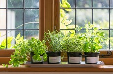Here's how to grow the most popular herbs that will save you cash