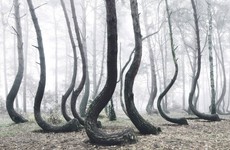 There's a strange forest in Poland that's filled with crooked trees — and no one can explain how it got that way