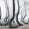There's a strange forest in Poland that's filled with crooked trees — and no one can explain how it got that way