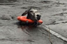 Animal charity rescues very grateful donkey from floodwater in Kerry