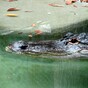 Suspected burglar killed by alligator 'while hiding from police'