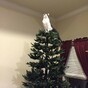 Only cat owners know the true struggle of the festive season