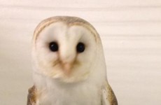 Police have seized four owls in Armagh