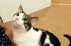 A mam posted an advent calendar to her daughter's cat and caused a hilarious misunderstanding