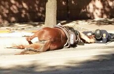 Photo shows officer comforting dying police horse after she was hit by a truck