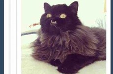 Here's what went viral today: Wednesday