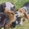Watch: The world's first IVF puppies are pretty goddamn cute
