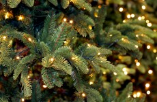 Fed up of sweeping up Christmas tree pine needles? Save them, they could prove handy