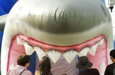 Missing sailor found inside shark