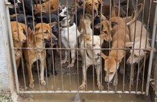 Ten Cambodians die after eating dog meat and drinking rice wine