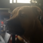 The internet has fallen in love with this puppy that doesn't know how to howl