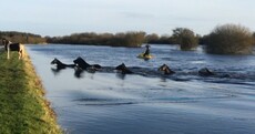WATCH: Dramatic rescue of flood-stricken horses from the River Shannon