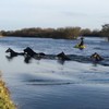 WATCH: Dramatic rescue of flood-stricken horses from the River Shannon