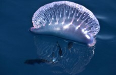 Second deadly Portuguese Man o' War spotted off Cork coast