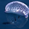 Second deadly Portuguese Man o' War spotted off Cork coast
