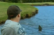 WATCH: Sharks infest golf course water hazard