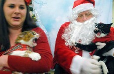 People are taking their cats to see Santa and the results are glorious