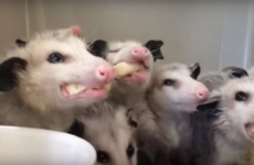 Take a break and watch these animals eating bananas in unison