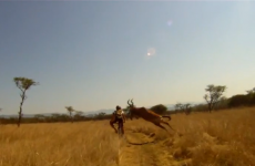 WATCH: A cyclist get taken out by an antelope