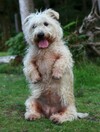 Did you know there are nine native Irish dog breeds?