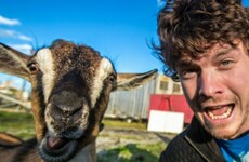 This Irish guy has gone viral thanks to his brilliant animal selfies