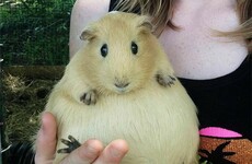 18 impossibly adorable photos of animals for when you need an emergency pick-me-up