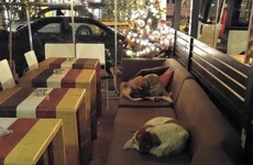 This cafe is letting stray dogs shelter from the cold at night