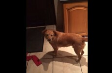This dog from Co Down can open doors and close them behind him