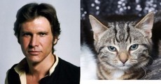 Charity hopes to find homes for kittens abandoned on Christmas Eve - by naming them after Star Wars characters
