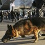 Police dog killed during French terror raid to be awarded bravery medal