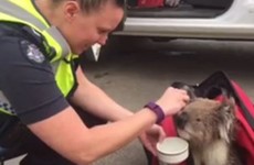 Koala nursed back to health after being found unconscious during wildfire