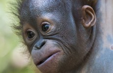 Baby orangutan found in urine soaked box now attending 'pre-school'