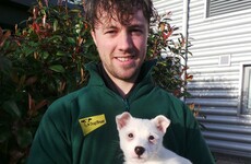 Animal charity fear this lost puppy was abandoned Christmas gift