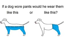This baffling question about a dog wearing trousers has taken over Twitter