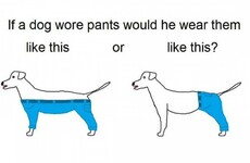 This baffling question about a dog wearing trousers has taken over Twitter