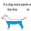 This baffling question about a dog wearing trousers has taken over Twitter