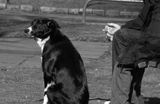 New study finds that smoking damages pets