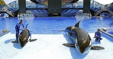 SeaWorld sues California so it can keep breeding killer whales